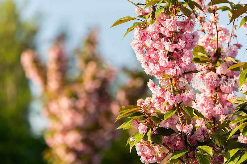 公园里一棵日本樱桃(Prunus serrulata)的特写照片